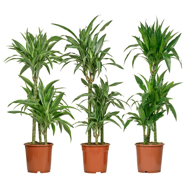 IKEA DRACAENA CINTHO potted plant, corn plant, 8 in, Ikea Ireland | 3694TSARU
