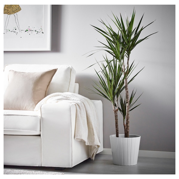 IKEA DRACAENA MARGINATA potted plant, Dragon tree/3-stem, 8 in, Ikea Ireland | 4072SQVKE