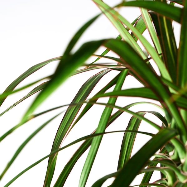 IKEA DRACAENA MARGINATA potted plant, Dragon tree/3-stem, 8 in, Ikea Ireland | 4072SQVKE