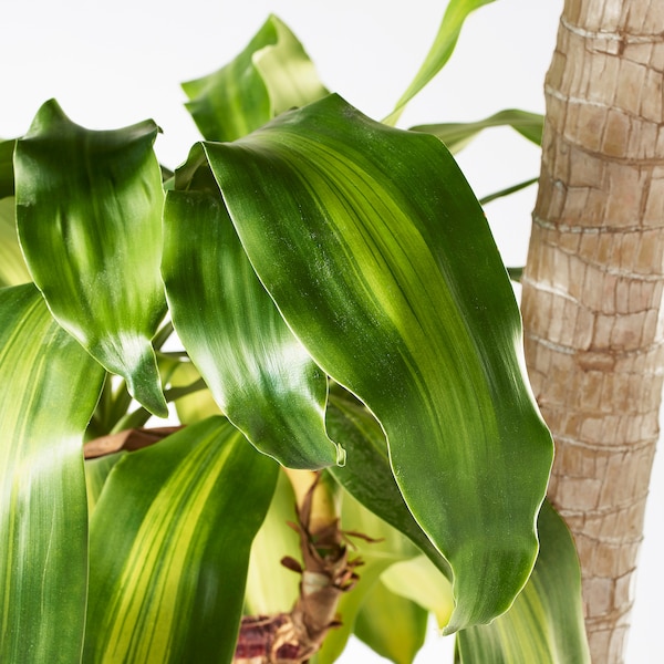 IKEA DRACAENA MASSANGEANA potted plant, Dom plant/3-stem, 9 ½ in, Ikea Ireland | 8124WDTBK