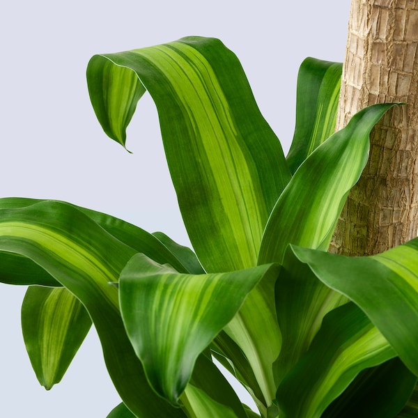 IKEA DRACAENA MASSANGEANA potted plant, Dom plant/3-stem, 9 ½ in, Ikea Ireland | 8124WDTBK