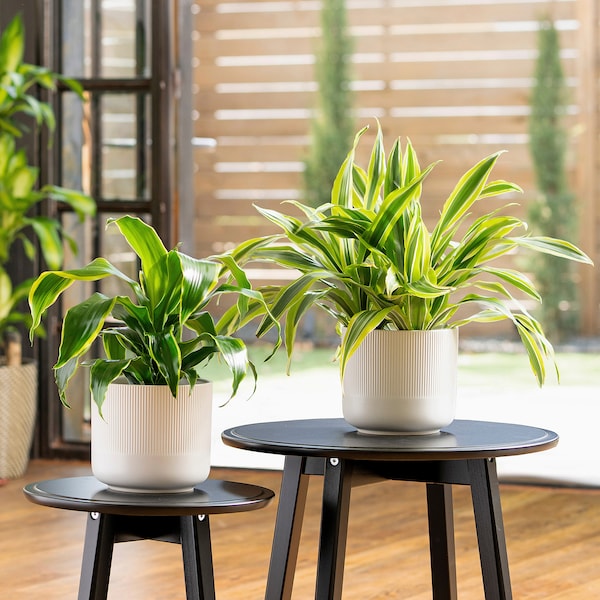 IKEA DRACAENA potted plant, assorted species plants, 6 in, Ikea Ireland | 4938RQGUE