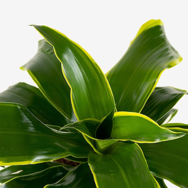 IKEA DRACAENA potted plant, assorted species plants, 6 in, Ikea Ireland | 4938RQGUE