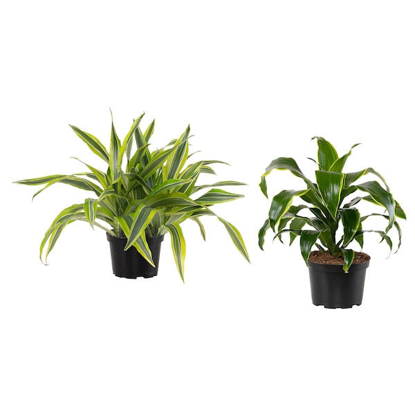 IKEA DRACAENA potted plant, assorted species plants, 6 in, Ikea Ireland | 4938RQGUE