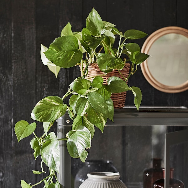 IKEA EPIPREMNUM potted plant, Golden Pothos, 6 in, Ikea Ireland | 1824CBVOE
