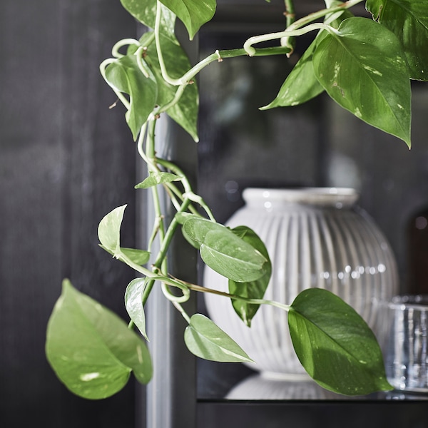 IKEA EPIPREMNUM potted plant, Golden Pothos, 6 in, Ikea Ireland | 1824CBVOE