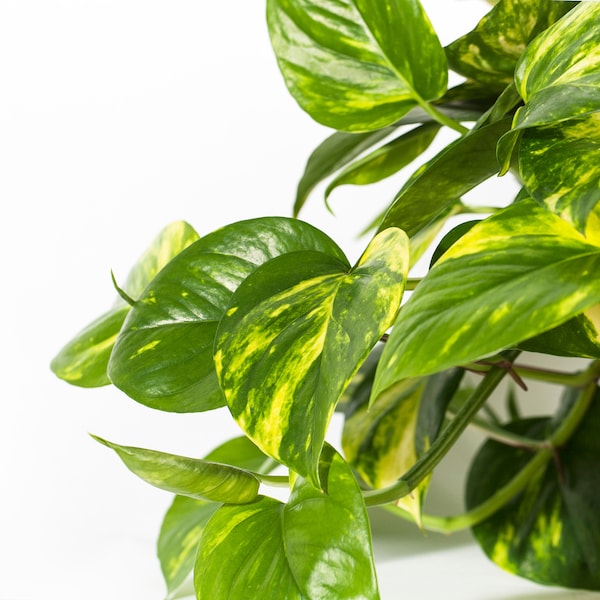 IKEA EPIPREMNUM potted plant, Golden Pothos, 6 in, Ikea Ireland | 1824CBVOE