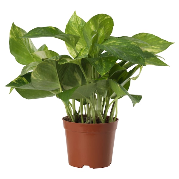 IKEA EPIPREMNUM potted plant, Golden Pothos, 6 in, Ikea Ireland | 1824CBVOE