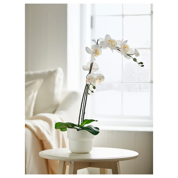 IKEA FEJKA artificial potted plant, 4 ¾ in Orchid White, Ikea Ireland | 0273LYXSW