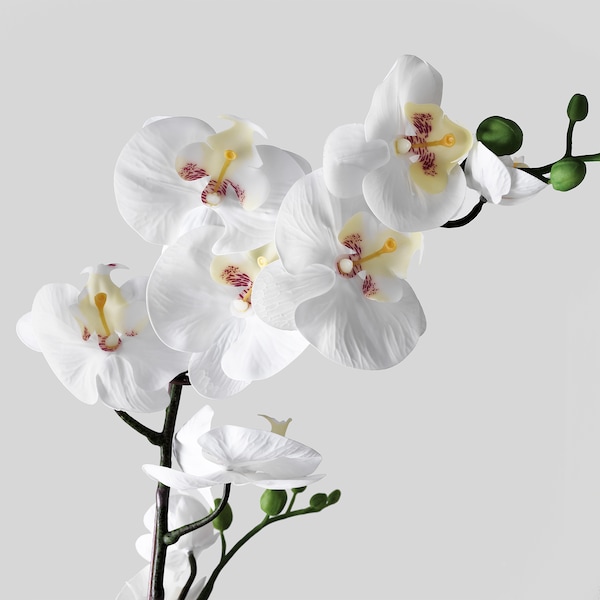 IKEA FEJKA artificial potted plant, 4 ¾ in Orchid White, Ikea Ireland | 0273LYXSW