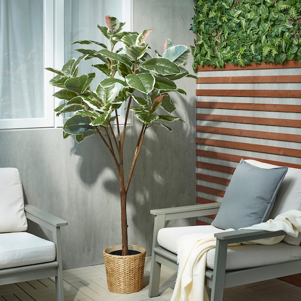 IKEA FEJKA artificial potted plant, indoor/outdoor , 9 in Rubber Plant, Ikea Ireland | 9568DAYEV