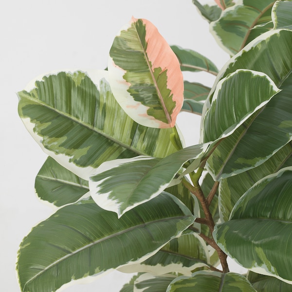 IKEA FEJKA artificial potted plant, indoor/outdoor , 9 in Rubber Plant, Ikea Ireland | 9568DAYEV