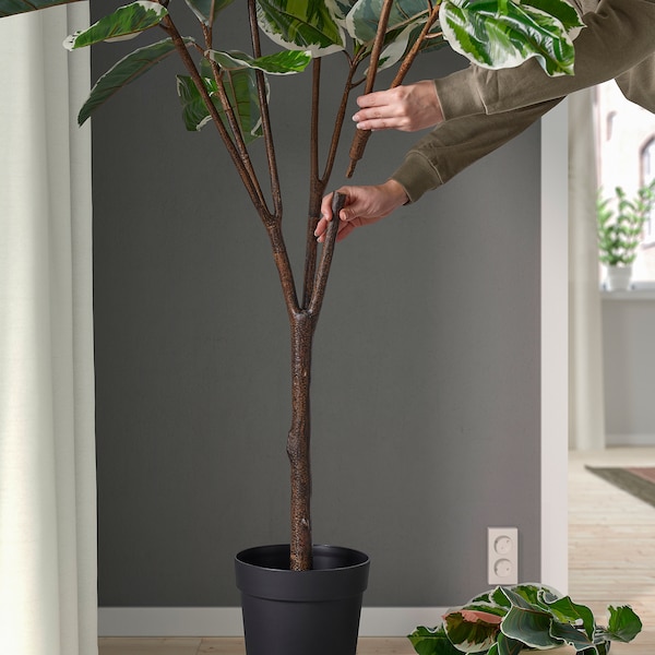 IKEA FEJKA artificial potted plant, indoor/outdoor , 9 in Rubber Plant, Ikea Ireland | 9568DAYEV