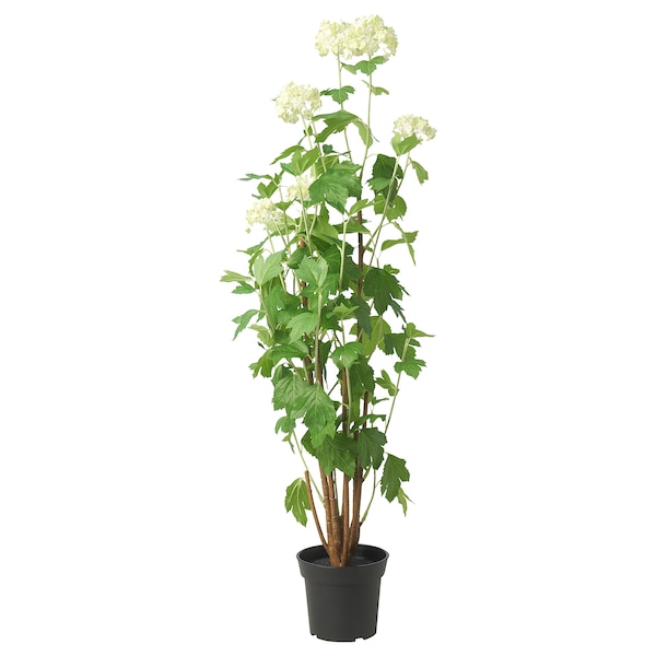 IKEA FEJKA artificial potted plant, indoor/outdoor, 6 in Snowball, Ikea Ireland | 2718NVZRY