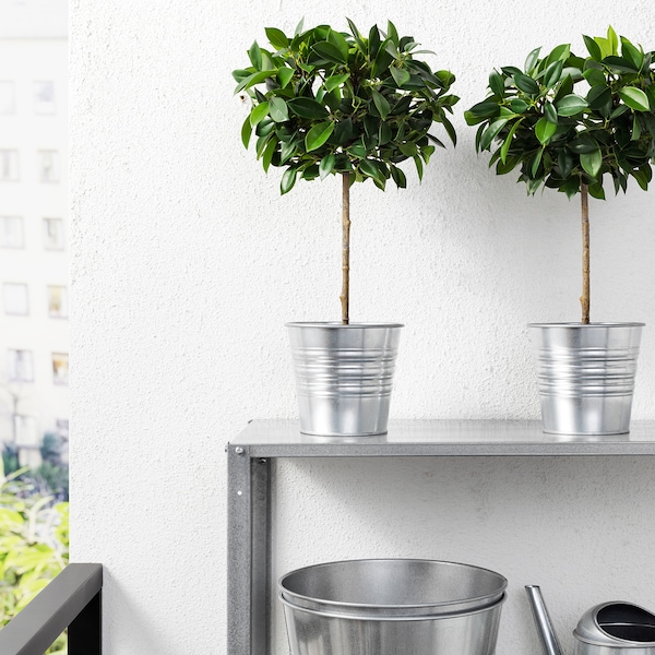 IKEA FEJKA artificial potted plant, indoor/outdoor, 4 ¾ in Weeping Fig Stem, Ikea Ireland | 9312OTHFW