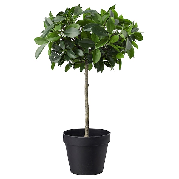 IKEA FEJKA artificial potted plant, indoor/outdoor, 4 ¾ in Weeping Fig Stem, Ikea Ireland | 9312OTHFW