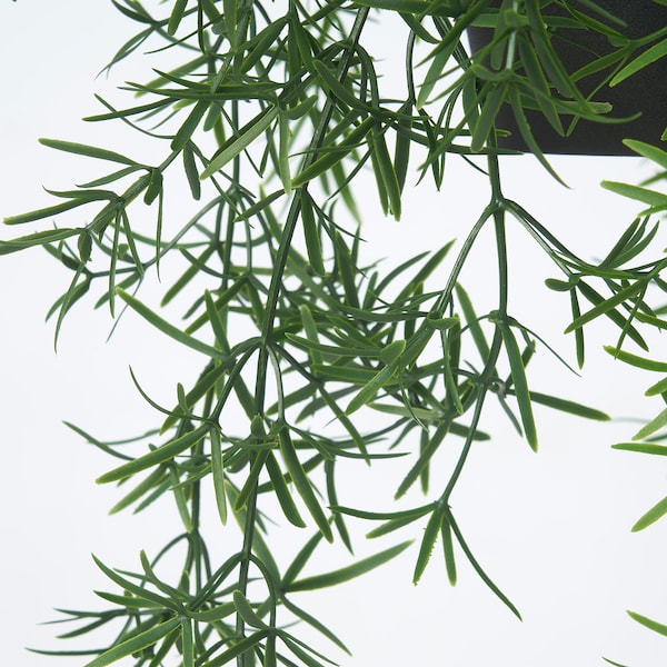 IKEA FEJKA artificial potted plant, indoor/outdoor, 4 ¾ in Asparagus / Hanging, Ikea Ireland | 9135KZSJO