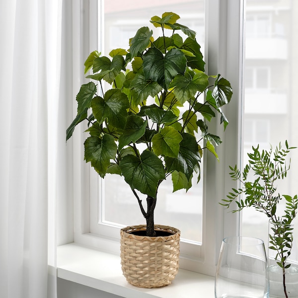 IKEA FEJKA artificial potted plant, indoor/outdoor, 6 in Crimson Glory Vine, Ikea Ireland | 0167YJWST
