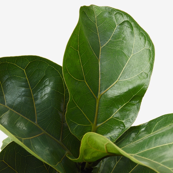 IKEA FICUS LYRATA potted plant, fiddle-leaf fig, 9 ½ in, Ikea Ireland | 0276VNSZJ