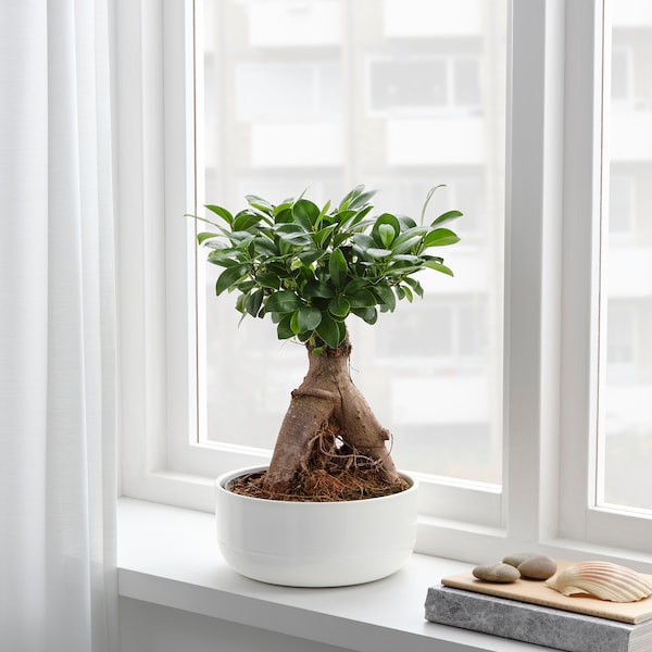 IKEA FICUS MICROCARPA GINSENG Plant with pot, bonsai, assorted colors, Diameter of plant pot: 8 ¾ in, Ikea Ireland | 6109KPZDW