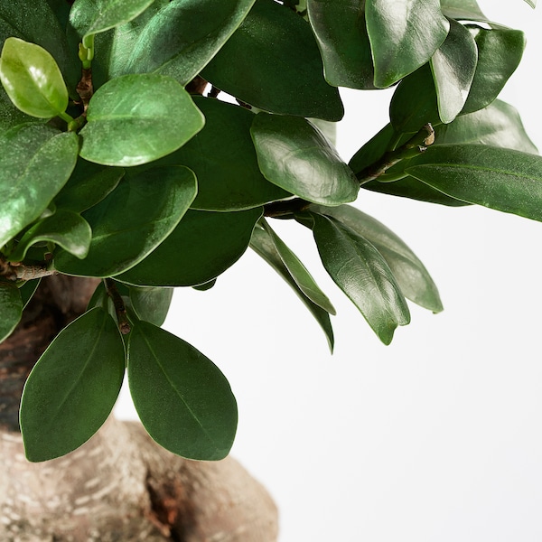 IKEA FICUS MICROCARPA GINSENG Plant with pot, bonsai, assorted colors, Diameter of plant pot: 8 ¾ in, Ikea Ireland | 6109KPZDW
