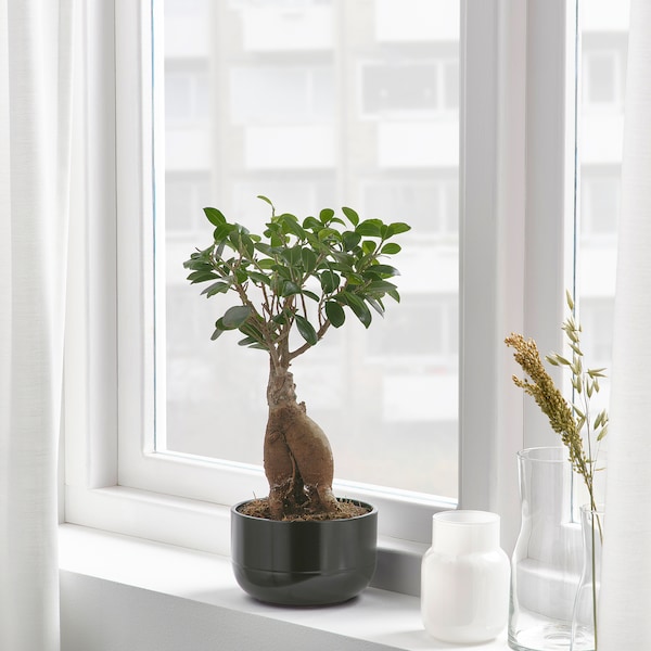 IKEA FICUS plant with pot, bonsai/assorted colors, 5 ½ in, Ikea Ireland | 1720CXZHL