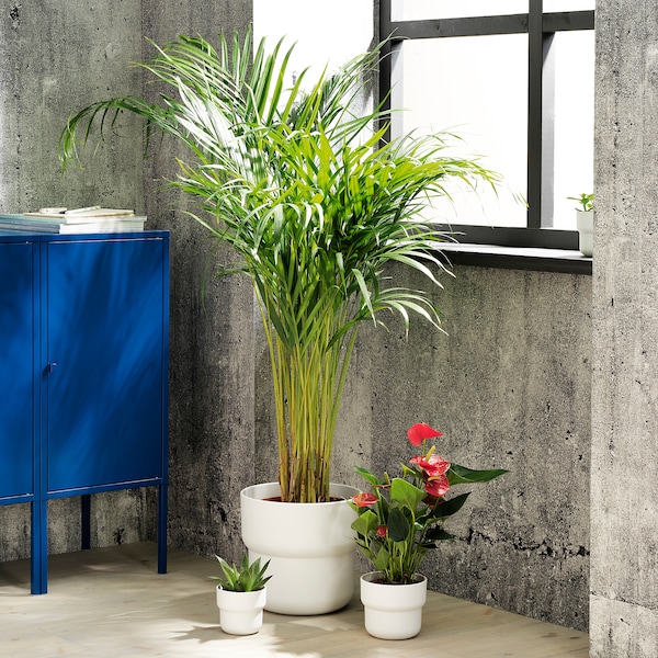 IKEA FÖRENLIG plant pot, indoor/outdoor white, 9 ½ in, Ikea Ireland | 3269RTFQY