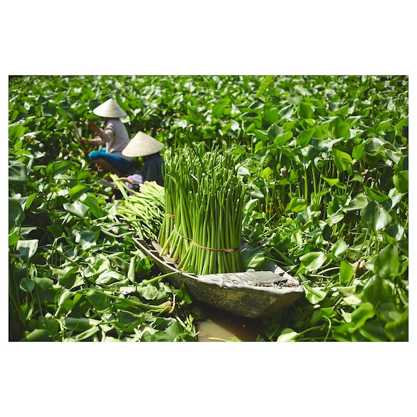 IKEA FRIDFULL plant pot, water hyacinth, 9 ½ in, Ikea Ireland | 3287IFTRN