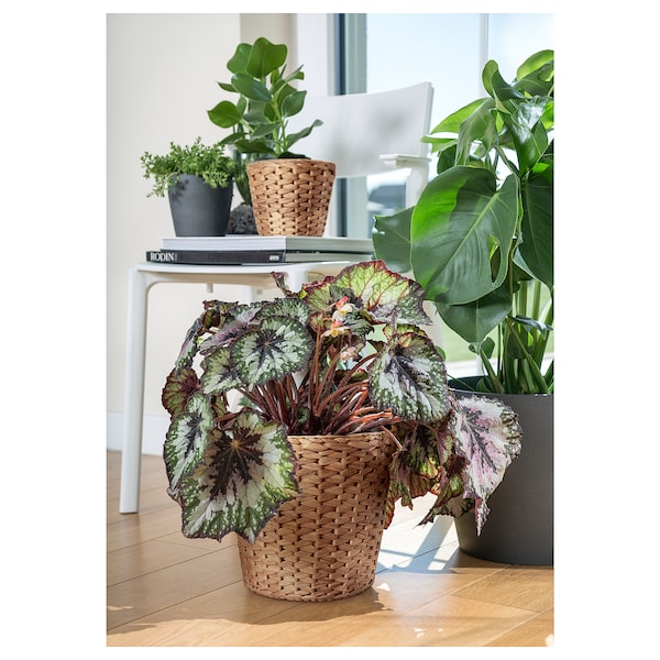 IKEA FRIDFULL plant pot, water hyacinth, 9 ½ in, Ikea Ireland | 3287IFTRN