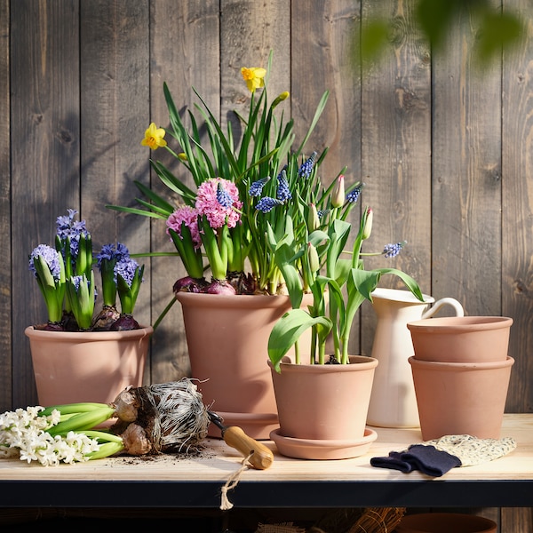 IKEA HYACINTHUS potted plant, Hyacinth/assorted colors, 6 in, Ikea Ireland | 6738BAOQT