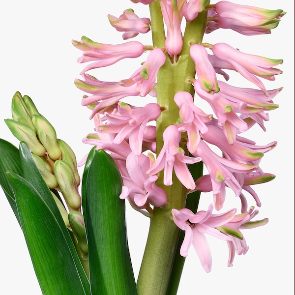 IKEA HYACINTHUS potted plant, Hyacinth/assorted colors, 6 in, Ikea Ireland | 6738BAOQT