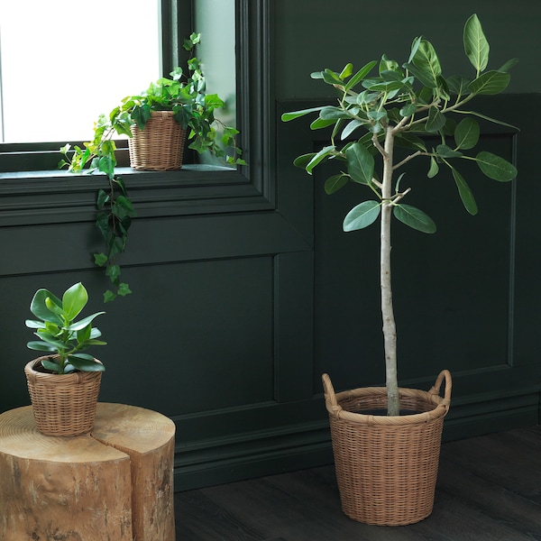 IKEA KAKTUSFIKON plant pot, rattan, 9 ½ in, Ikea Ireland | 5924VQAXE