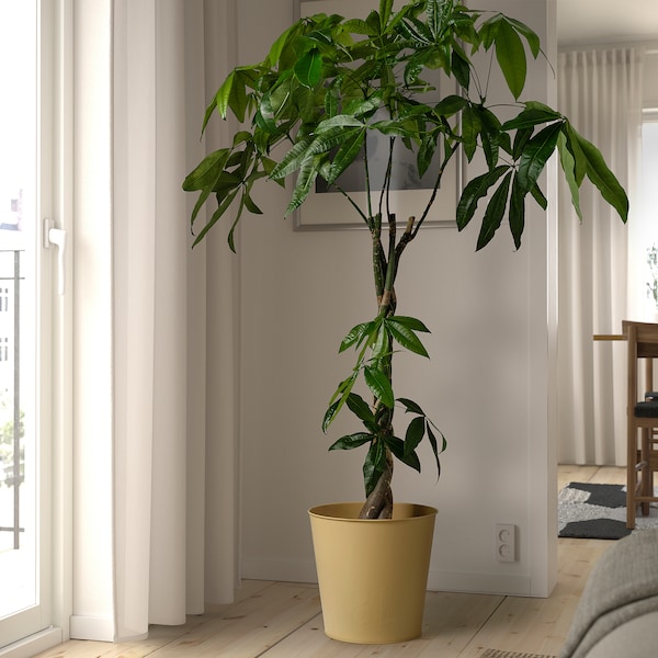 IKEA ÅKERBÄR plant pot, indoor/outdoor yellow, 12 ½ in, Ikea Ireland | 8756MCOFU