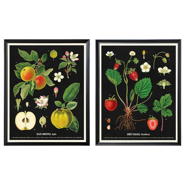 IKEA KNOPPÄNG frame with poster, 16 ¼x20 in, 2 pack Vintage Botanical Fruit Charts, Ikea Ireland | 8729RPQNZ