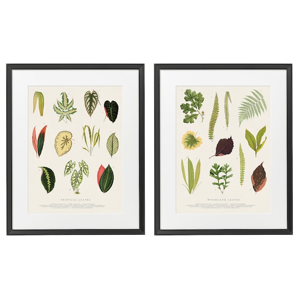 IKEA KNOPPÄNG frame with poster, 16 ¼x20 in, 2 pack Collage Of Leaves, Ikea Ireland | 1247UMXTL