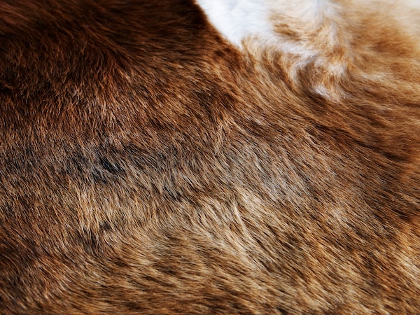 IKEA KOLDBY cowhide Brown, Ikea Ireland | 8137CSBUM