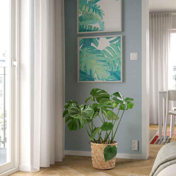 IKEA MONSTERA DELICIOSA potted plant, 9 ½ in, Ikea Ireland | 4108YRUME