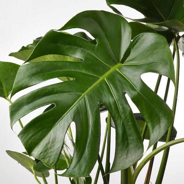 IKEA MONSTERA DELICIOSA potted plant, 9 ½ in, Ikea Ireland | 4108YRUME
