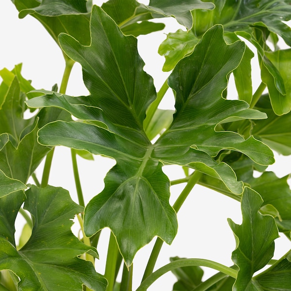IKEA MONSTERA DELICIOSA potted plant, 9 ½ in, Ikea Ireland | 4108YRUME