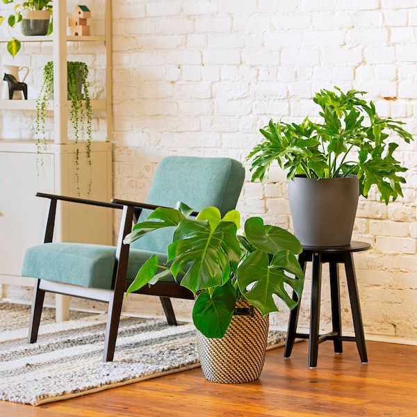 IKEA MONSTERA DELICIOSA potted plant, 9 ½ in, Ikea Ireland | 4108YRUME