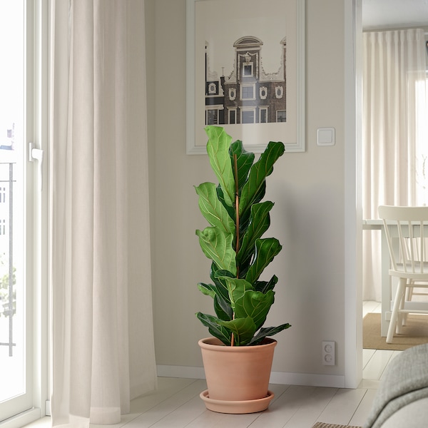 IKEA MUSKOTBLOMMA plant pot with saucer, indoor/outdoor terracotta, 9 ½ in, Ikea Ireland | 0168IHPZO