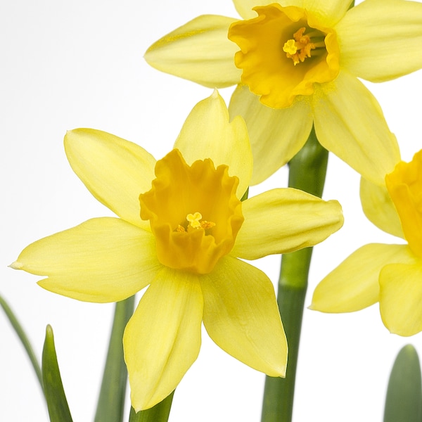 IKEA NARCISSUS potted plant, Narcissus, 6 in, Ikea Ireland | 6089IWBHG
