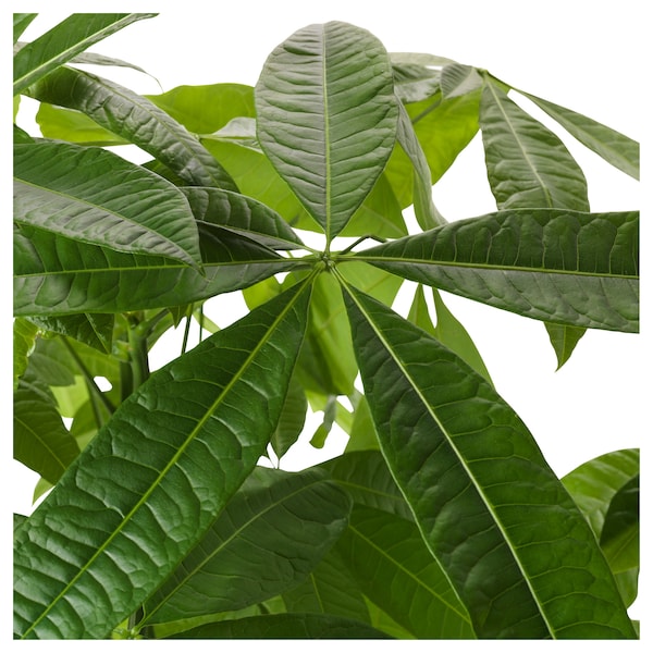 IKEA PACHIRA AQUATICA potted plant, Guinea chestnut, 5 in, Ikea Ireland | 0953SPNXO