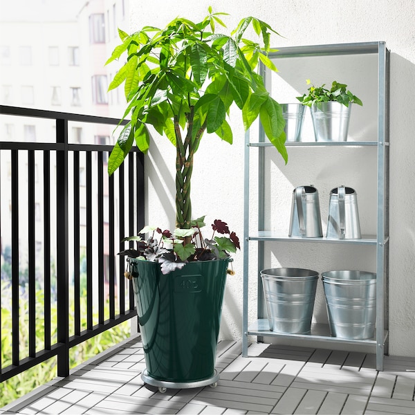 IKEA PACHIRA AQUATICA potted plant, Guinea chestnut, 10 in, Ikea Ireland | 8169JMTBO