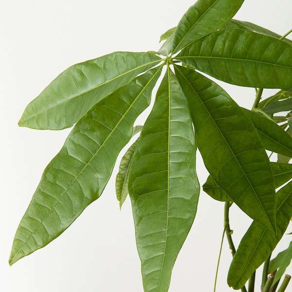 IKEA PACHIRA AQUATICA potted plant, Guinea chestnut, 10 in, Ikea Ireland | 8169JMTBO