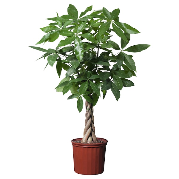 IKEA PACHIRA AQUATICA potted plant, Guinea chestnut, 10 in, Ikea Ireland | 8169JMTBO