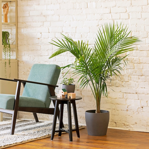 IKEA PALMMIX potted plant, assorted species plants, 9 ½ in, Ikea Ireland | 8342VLEDM