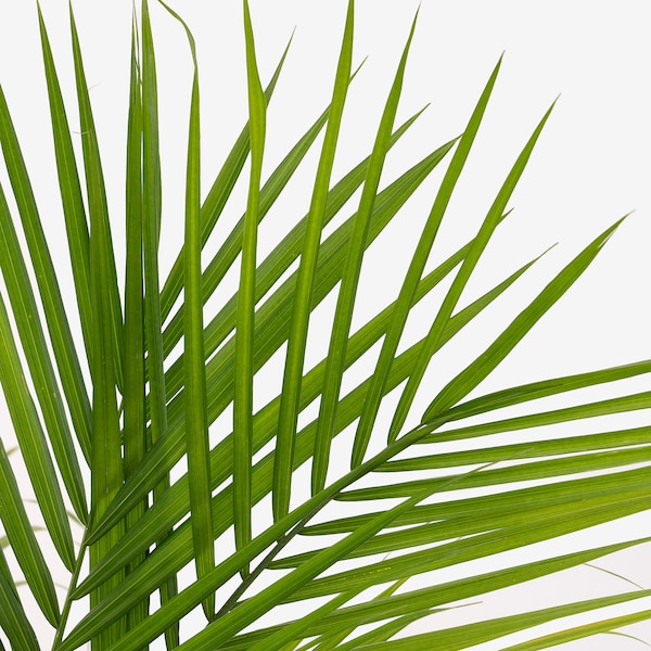 IKEA PALMMIX potted plant, assorted species plants, 9 ½ in, Ikea Ireland | 8342VLEDM