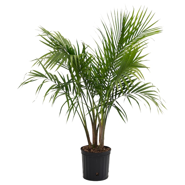 IKEA PALMMIX potted plant, assorted species plants, 9 ½ in, Ikea Ireland | 8342VLEDM