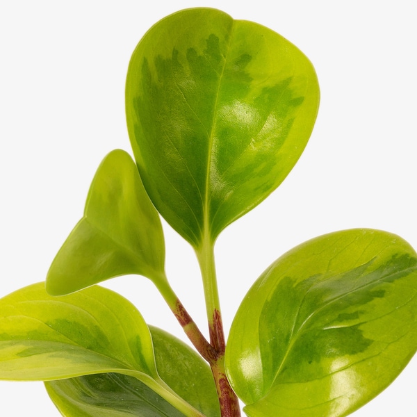 IKEA PEPEROMIA potted plant, assorted species plants, 5 in, Ikea Ireland | 0423CVZGH
